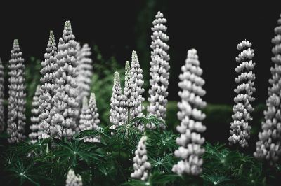 blooming lupin