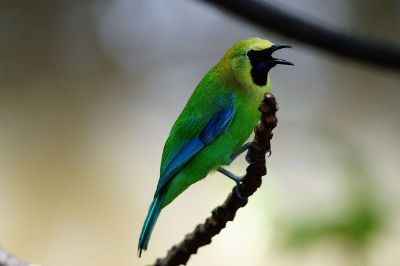 singing bird