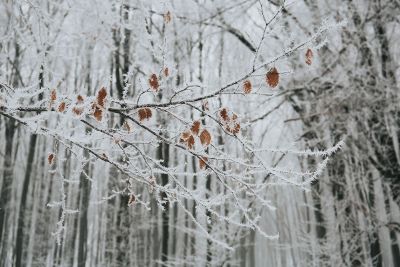 frosted tree branch