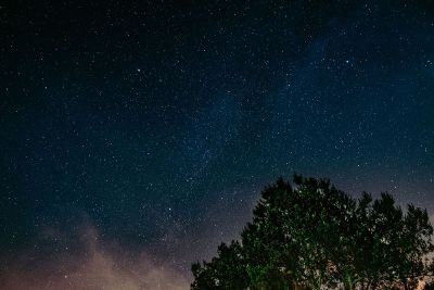 tree in starry sky