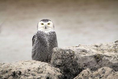 owl camouflage