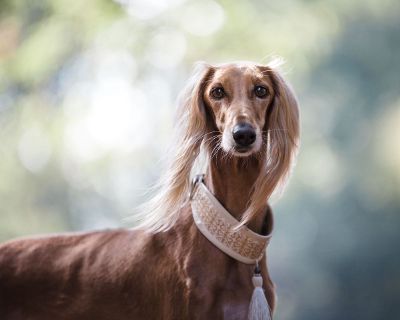 long haired dog