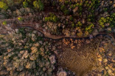 aerial view of a forest