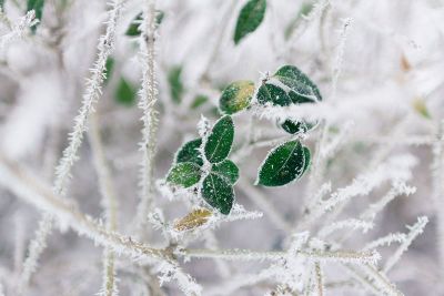 snow covered leaves