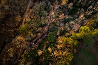 autumn forest from above