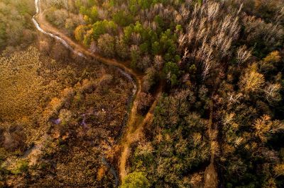 aerial view of marshy forest