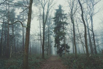 trail in the woods