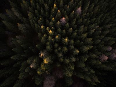 trees from above