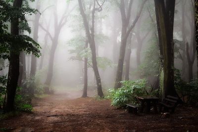 foggy forest with lunch table