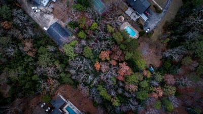 forest and houses