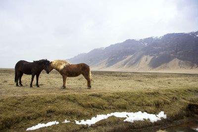 horses in love