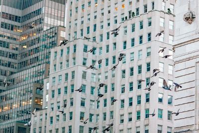 pigeons flying in a city