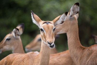 deer love