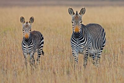 zebras looking at camera