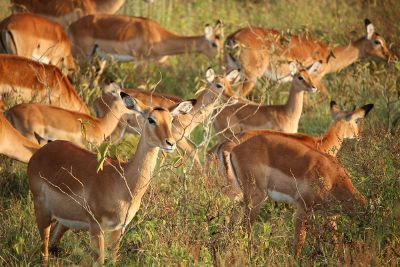 a field of deers