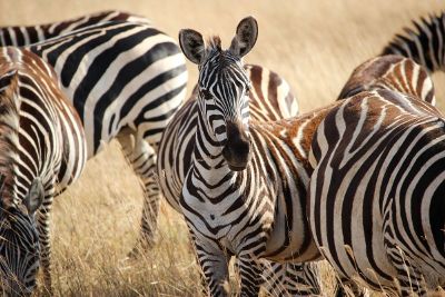 portrait of zebra in pack