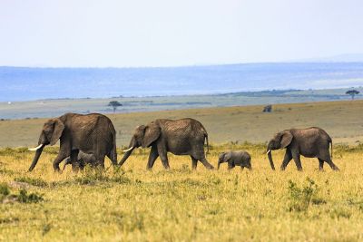 elephant family path