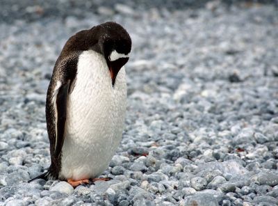 sad lonely penguin