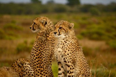 a cheetah couple
