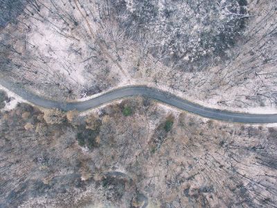 road between dried forest