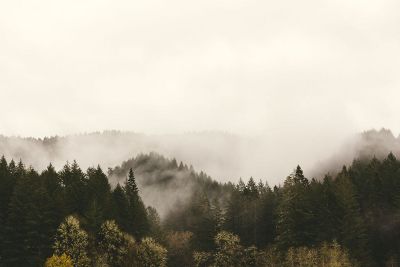 fog over trees