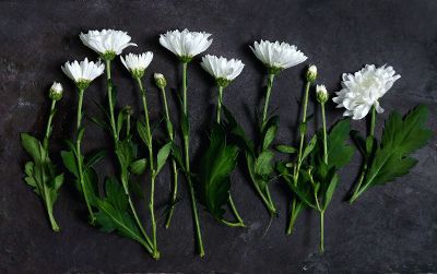 drying cut mum flowers