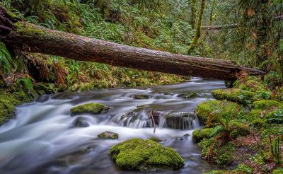 woodland stream