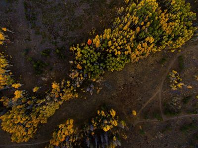 aerial photo of forest