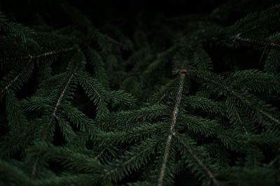 pine boughs