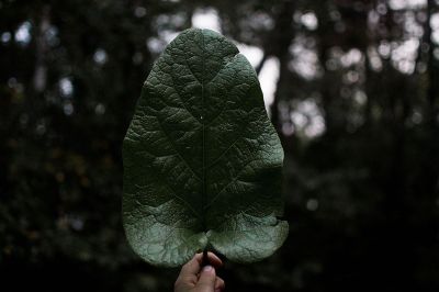 big leaf