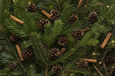 pine cones in the fir tree branches