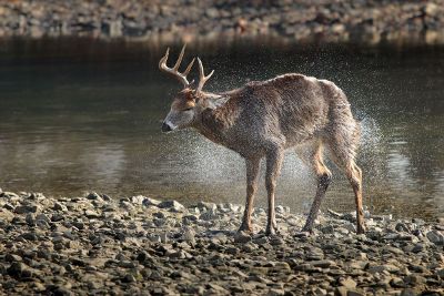 deer in water