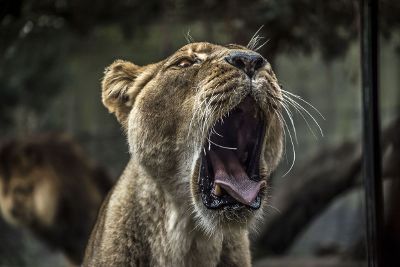 lioness with mouth wide open