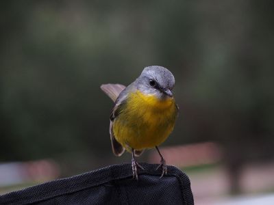 yellow bird