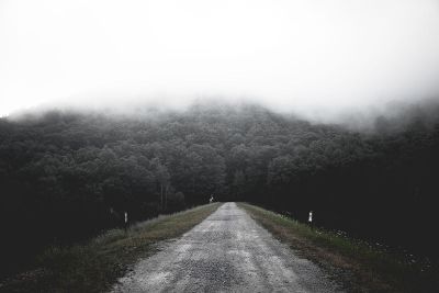 road leading to forest