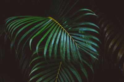 palm leaves