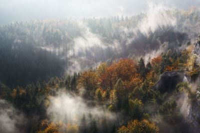 sunlight bathing fog