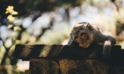 a thoughtful monkey