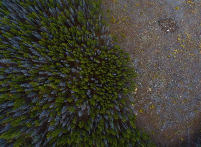 huge plants in top angle