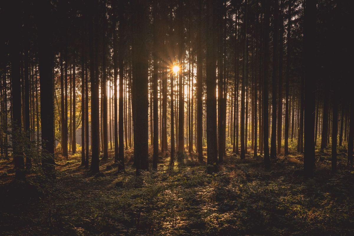 brown forest background