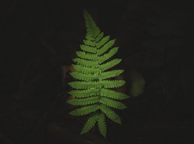 green fern leaves in darkness