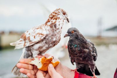 birds eating bread