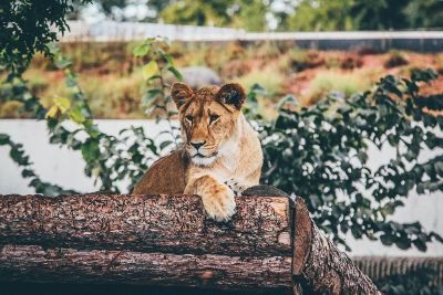 lion looking over fence