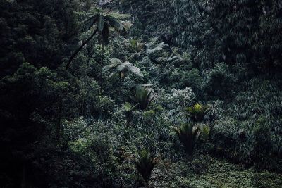 verdant jungle