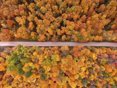 fall colors from above