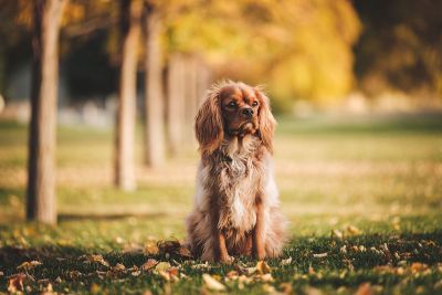 lonely dog