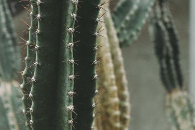 cacti grouping