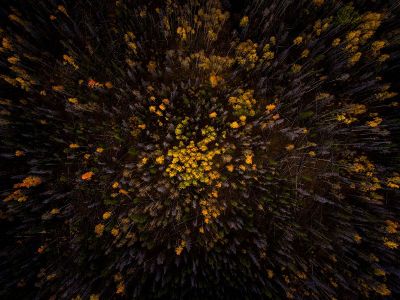 yellow forest from above