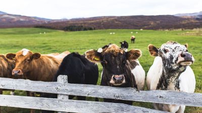 grazing cows