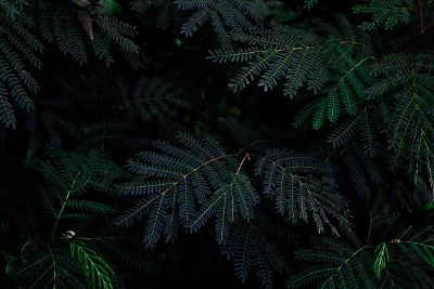 pine leaves